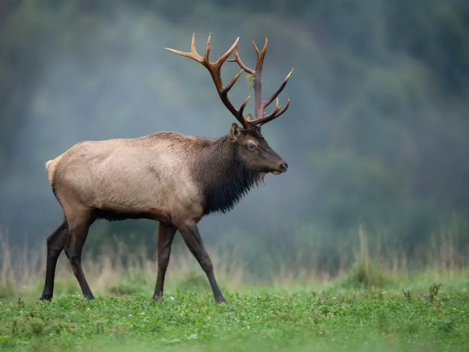 elk