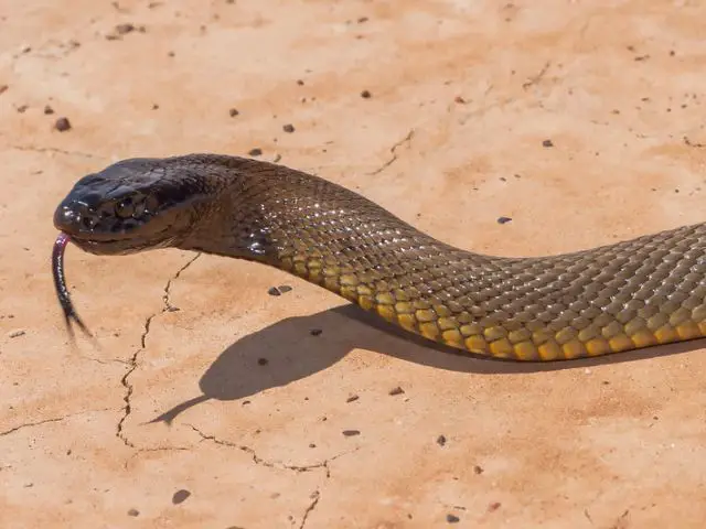 which snake is the most venomous in the world