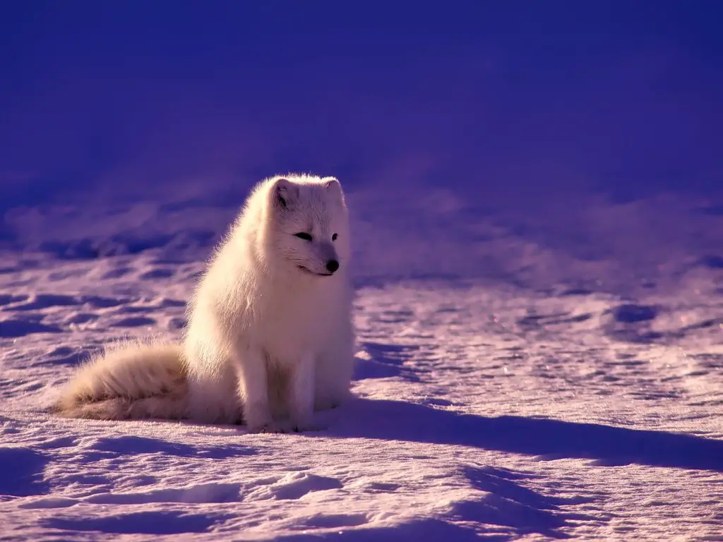 Adaptations Of An Arctic Fox