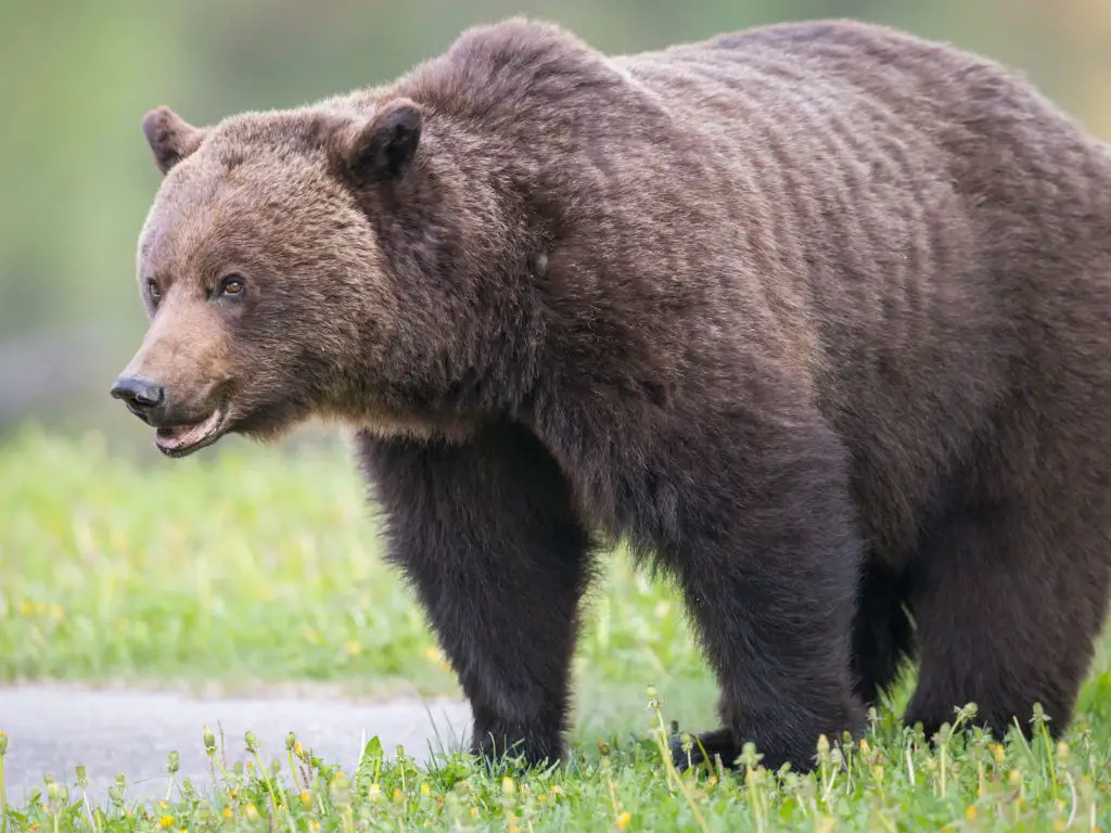 Average Weight of Grizzly Bears