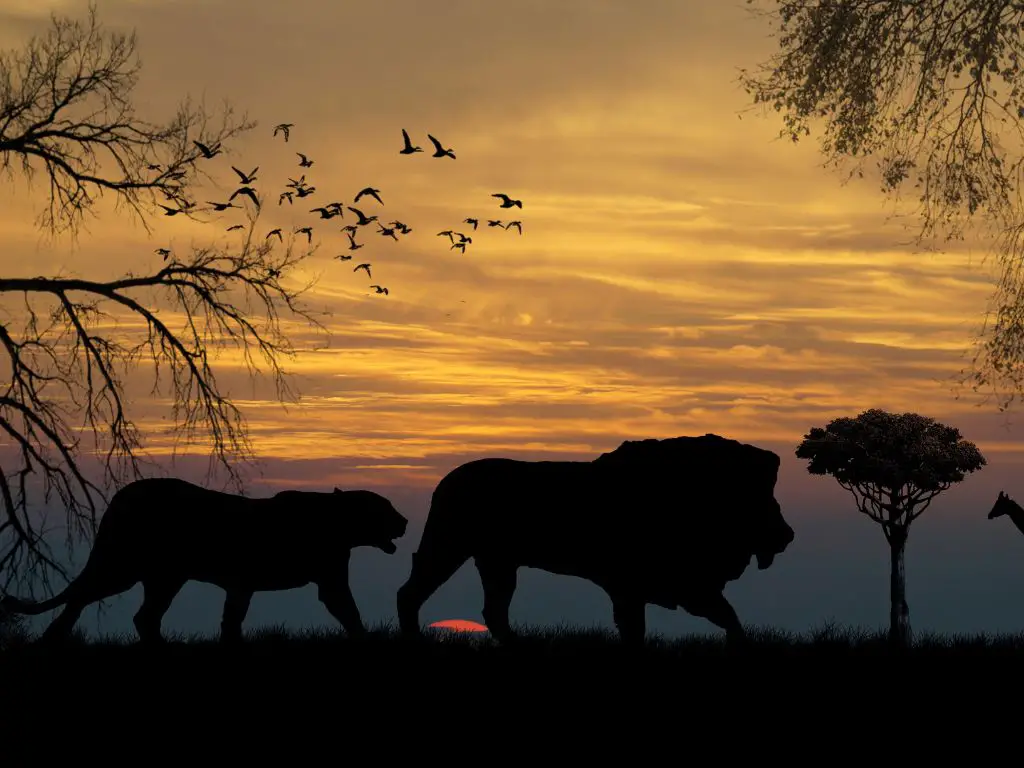 Behavioral Adaptations Of A Lion