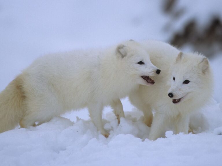 Adaptations Of An Arctic Fox - Behavioral, Structural & Physiological