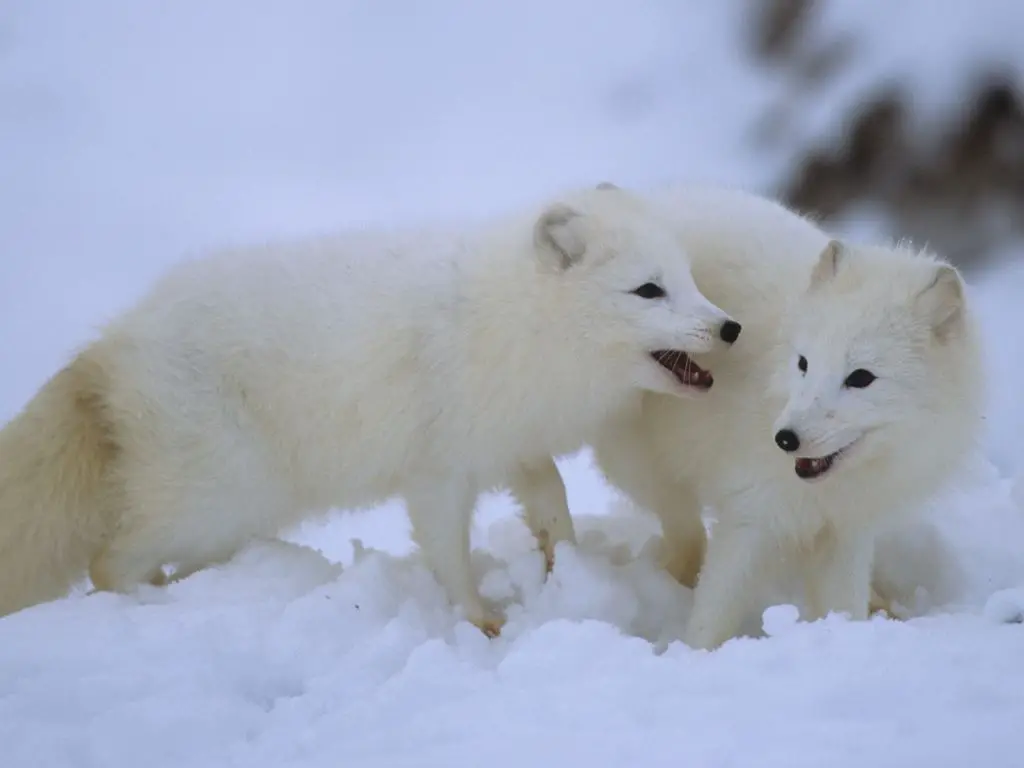 Behavioral Adaptations Of An Arctic Fox