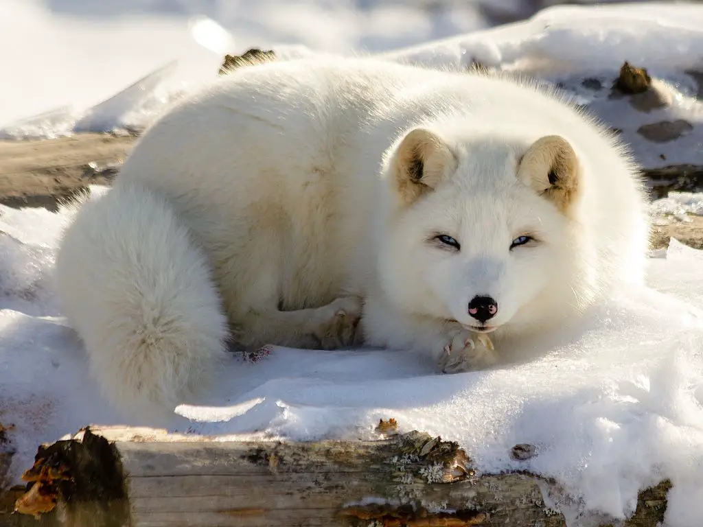 Compact Body of arctic fox