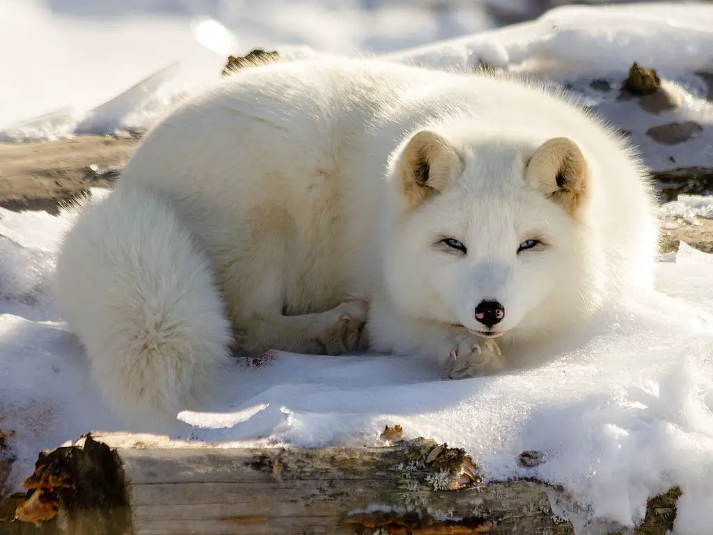 Adaptations Of An Arctic Fox - Behavioral, Structural & Physiological