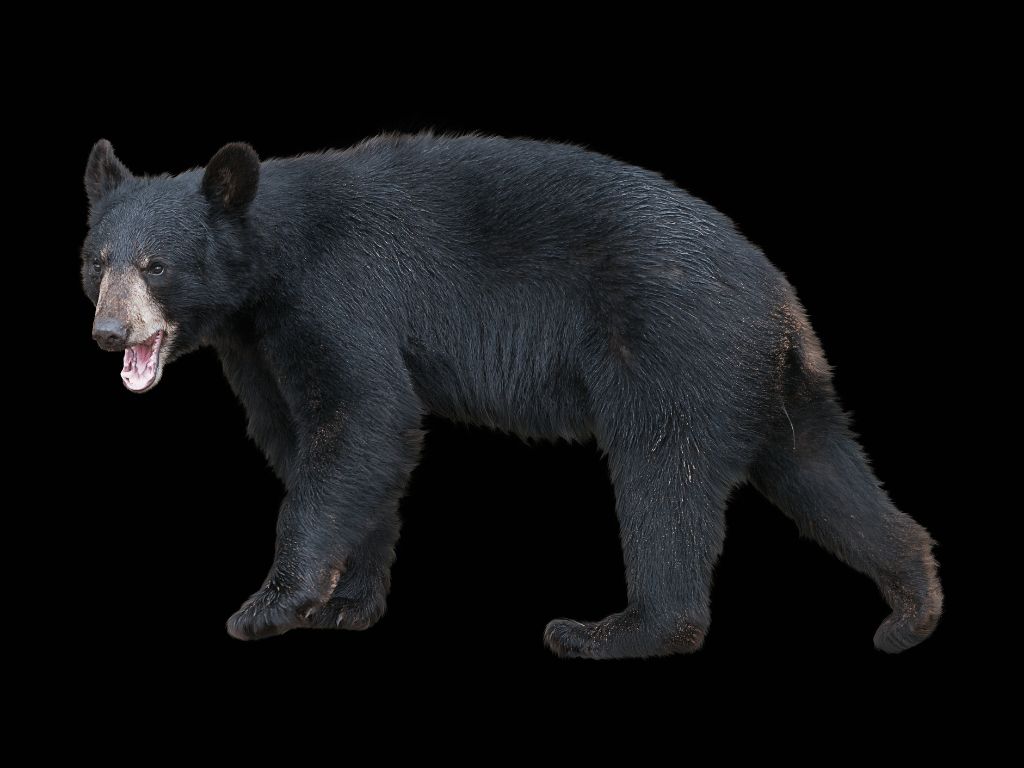 Do black bears have tails