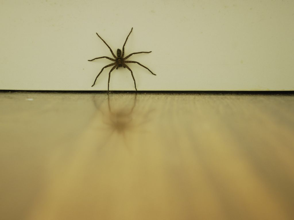 Do huntsman spiders live in houses?