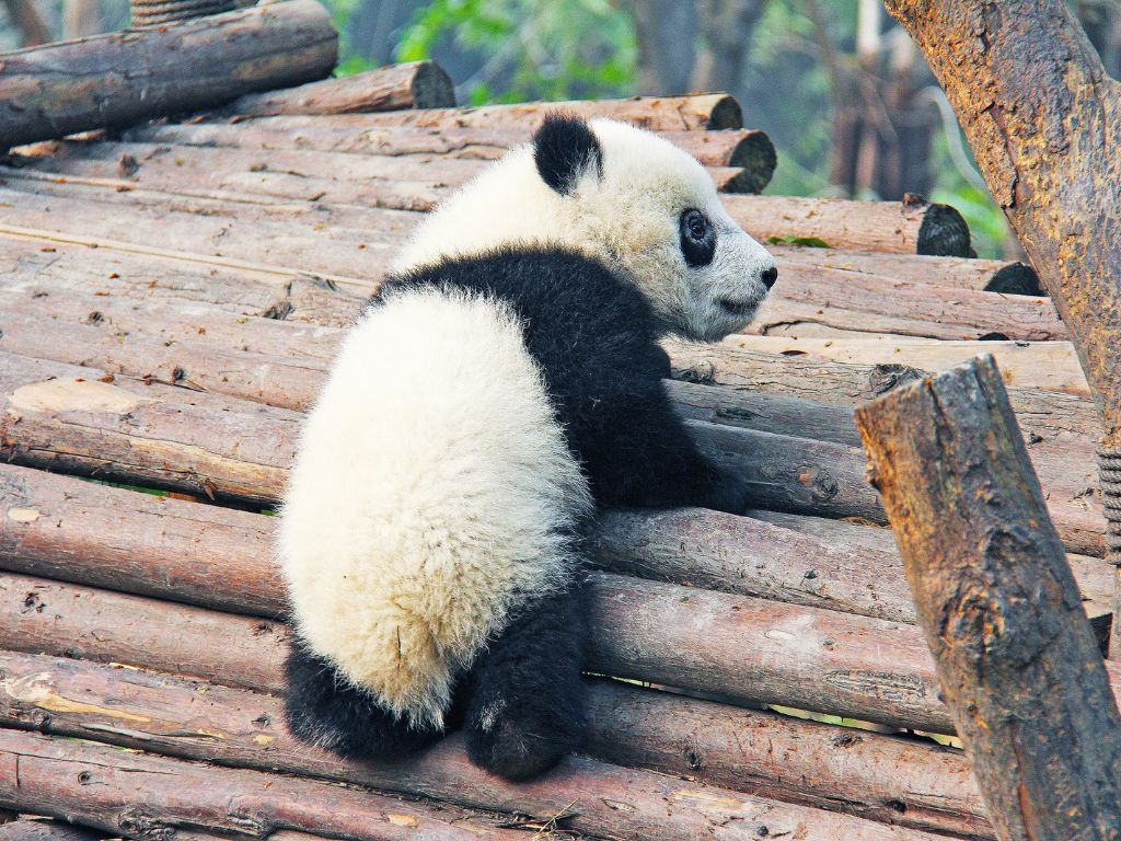 Do panda bears have tails