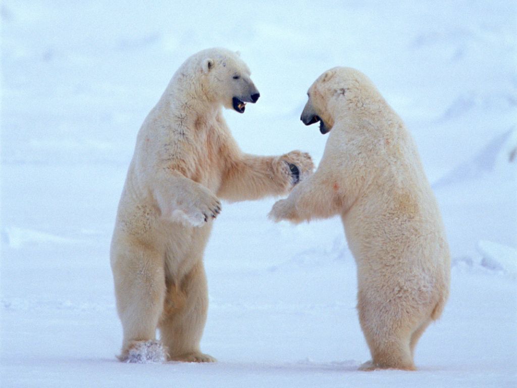Do polar bears have tails
