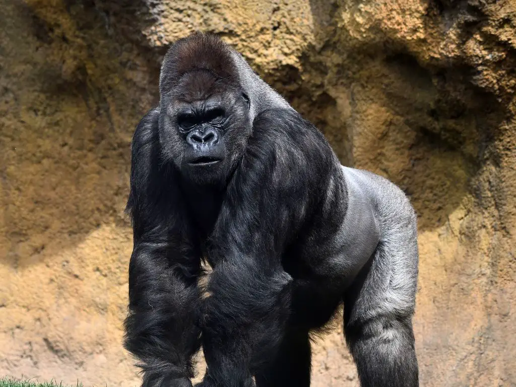 Gorilla srength