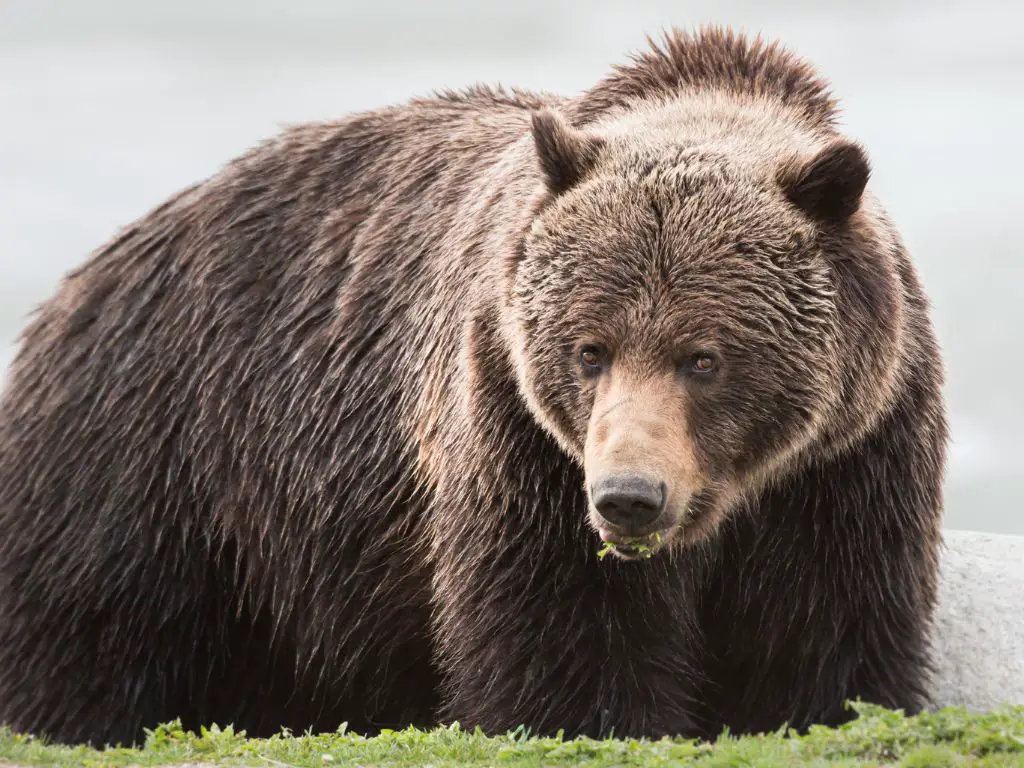 Grizzly Bear Weight