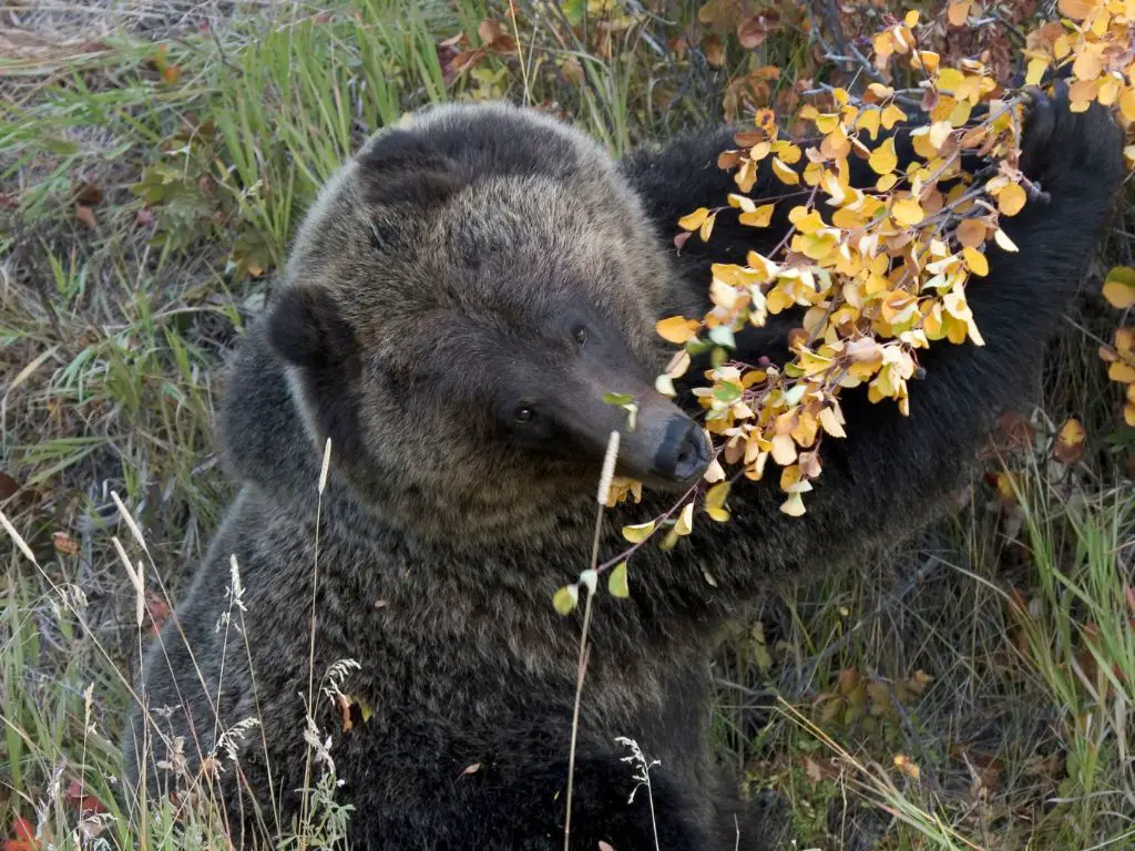 Grizzly Bears Diet