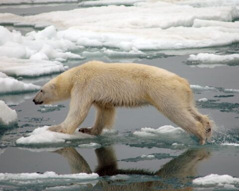 How Fast Can A Polar Bear Run