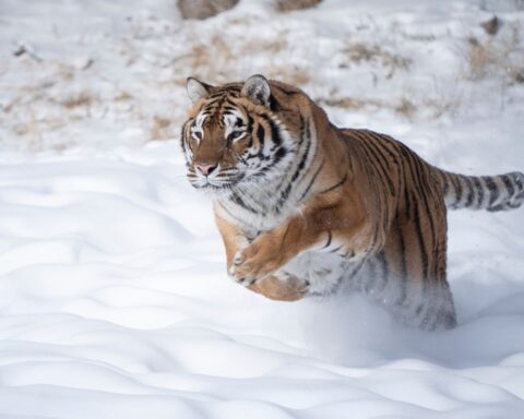 How Fast Is A Tiger