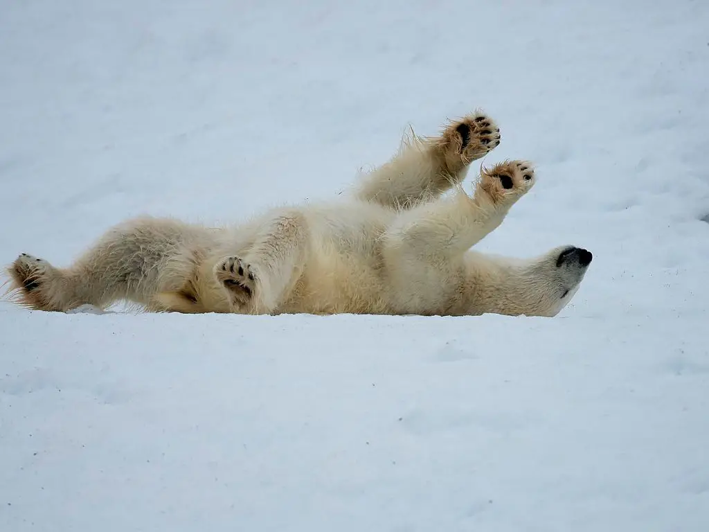 How can we help polar bears