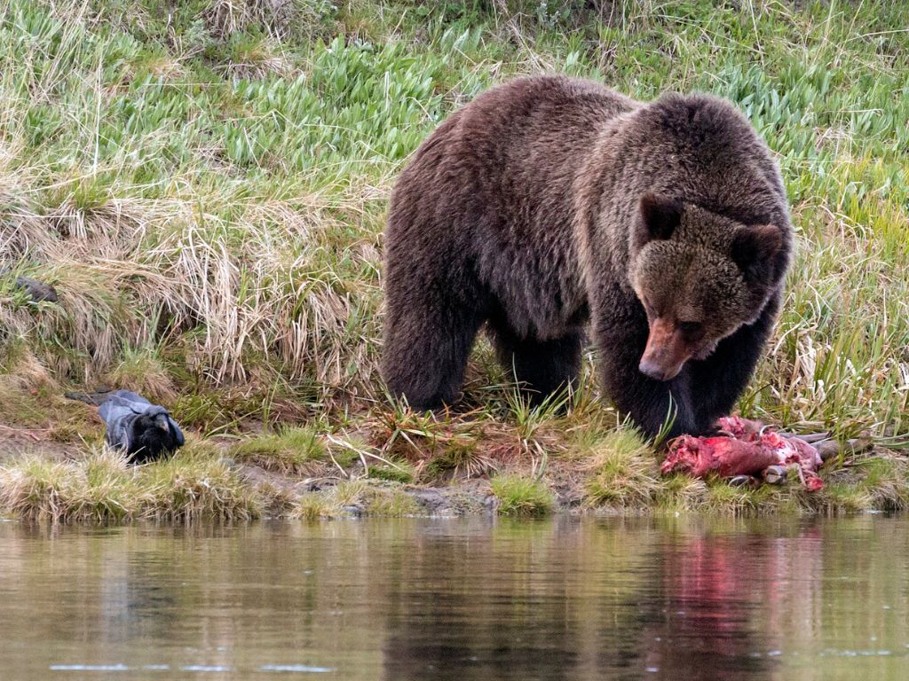 How do grizzly bears hunt