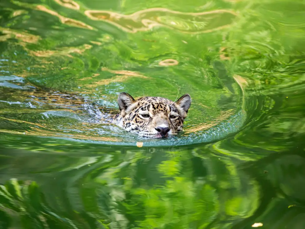 How fast are jaguars in water