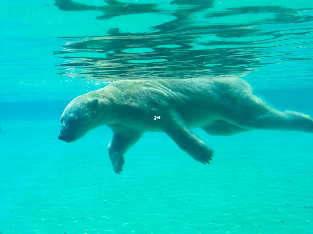 How fast can a polar bear swim