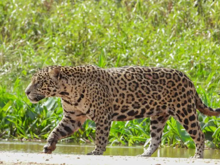 How Fast Can A Jaguar Run - Jaguar Speed - Zooologist