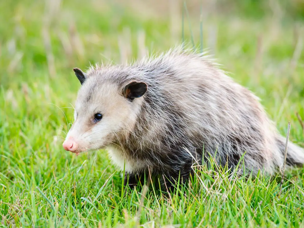 How long do possums live in captivity