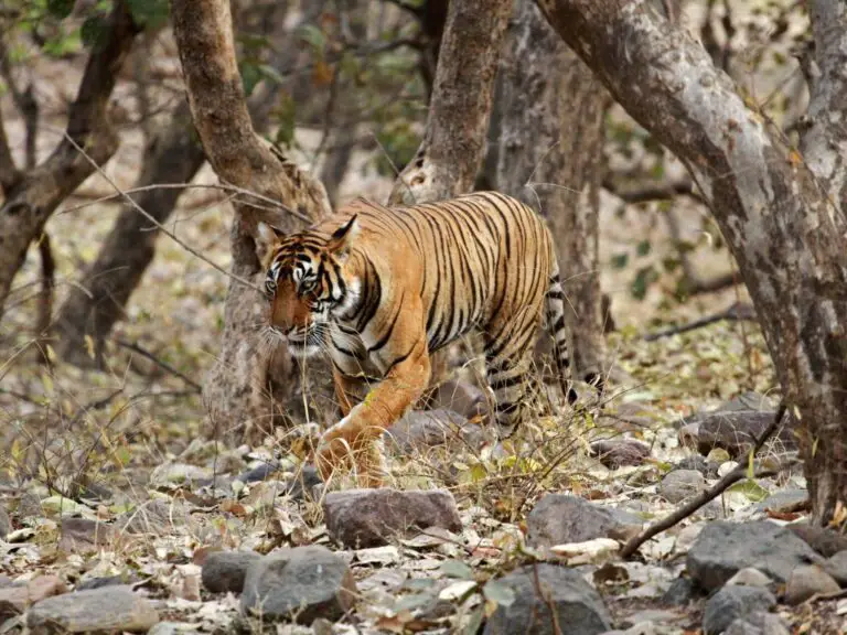 are-bengal-tigers-endangered-why-are-bengal-tigers-endangered