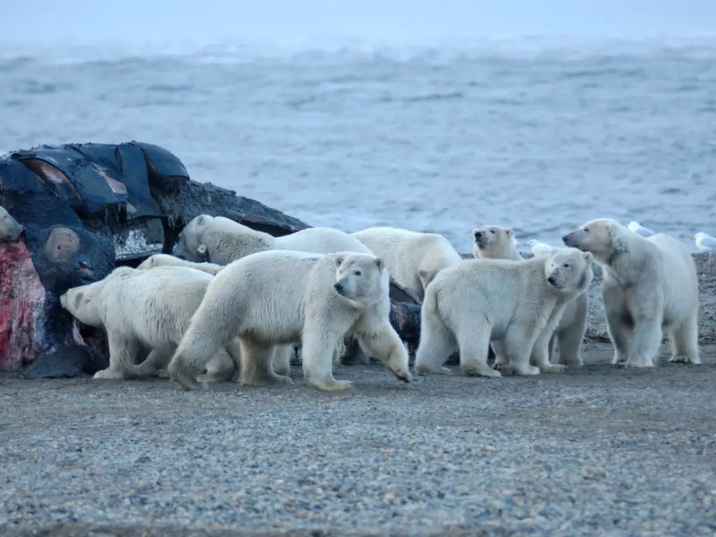 How many polar bears are left in the world