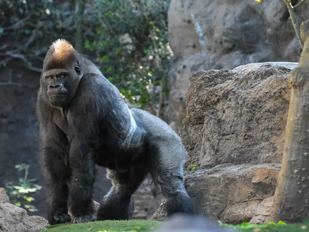 How much can gorillas bench press