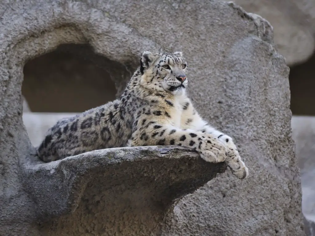How much do snow leopards eat
