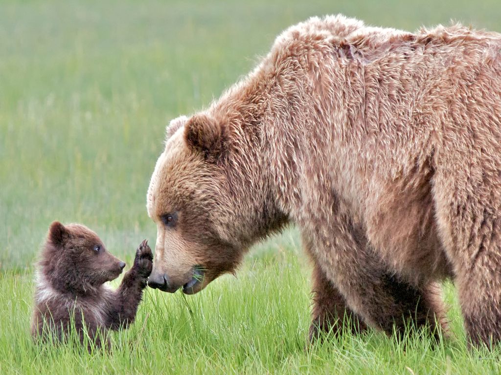 How much does a baby grizzly bear weigh