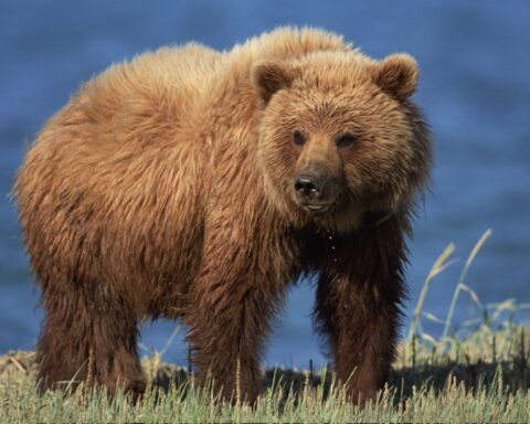 How much does grizzly bear weigh