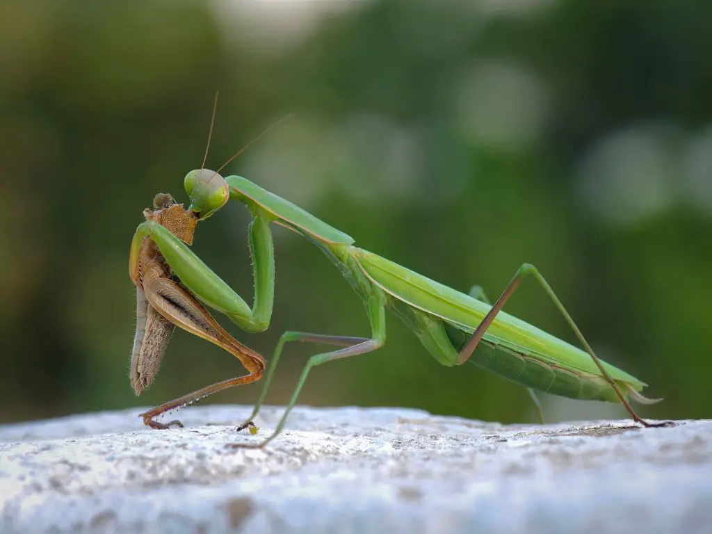 How often do praying mantis eat 