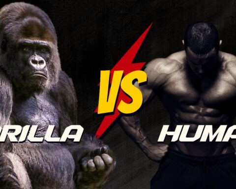 How strong are gorillas compared to humans