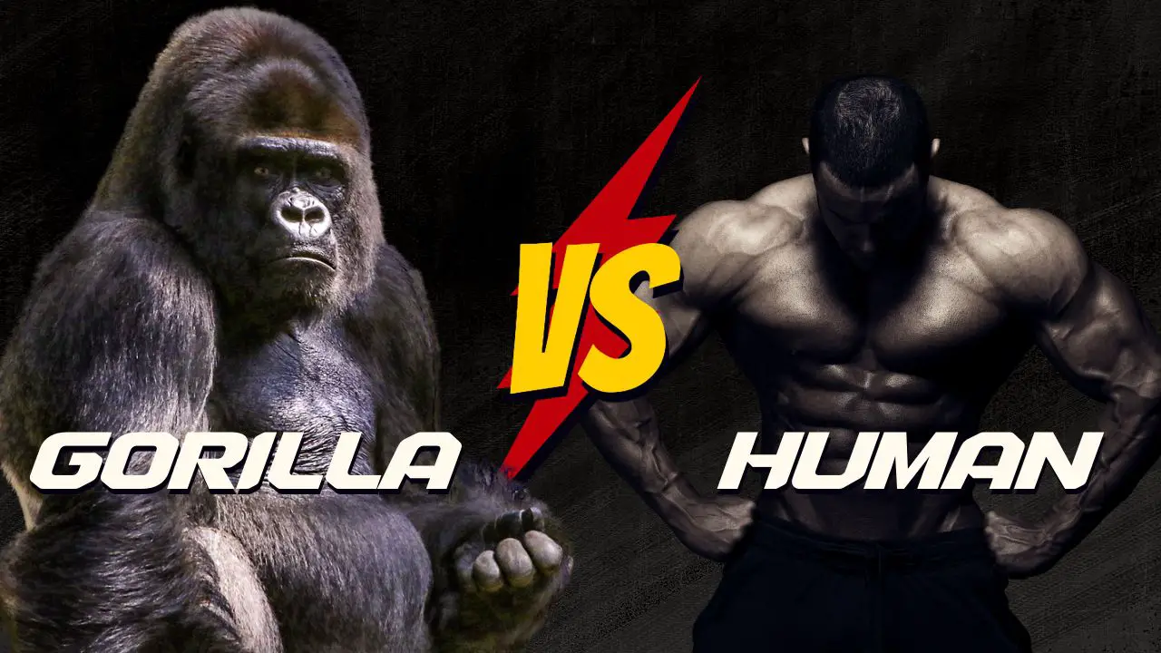 How strong are gorillas compared to humans