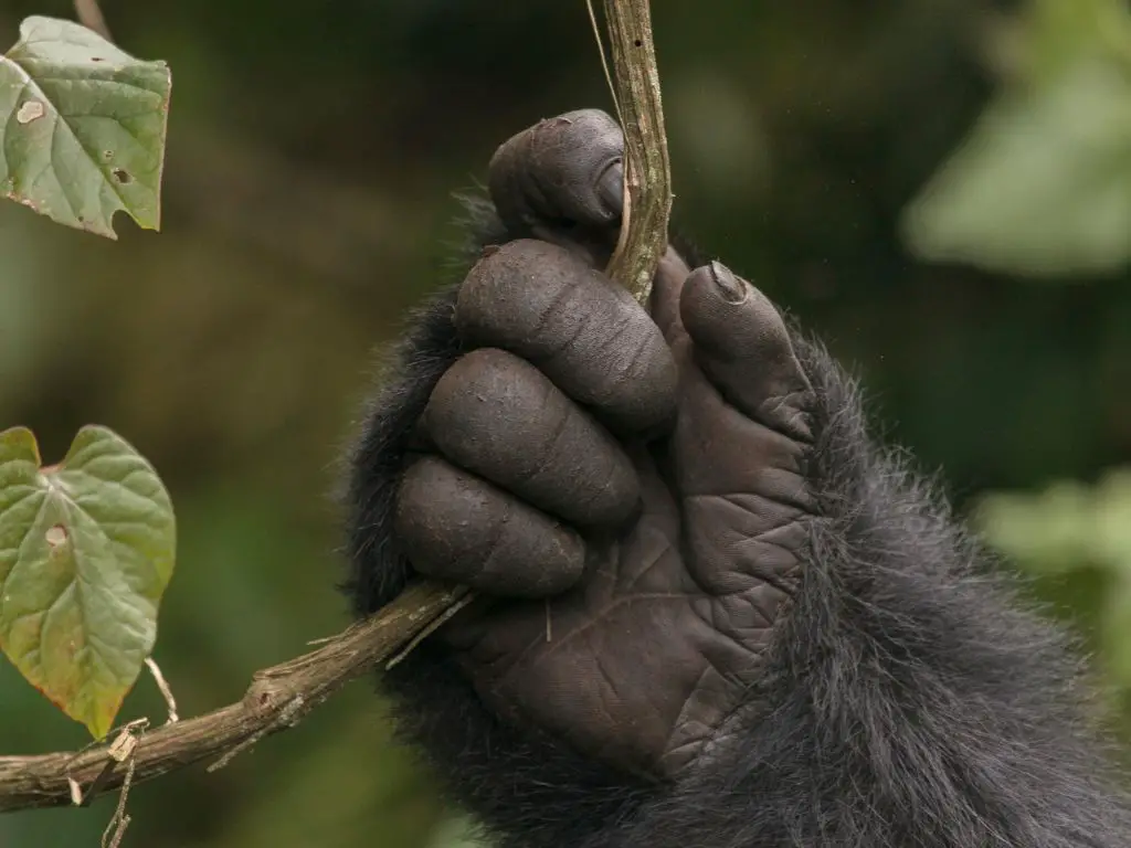 How strong are gorillas hands