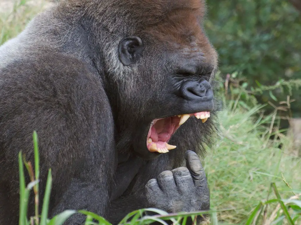 How strong are gorillas teeth