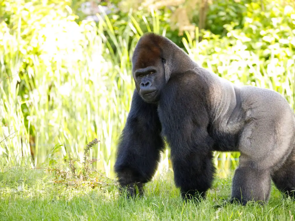How strong are silverback gorillas