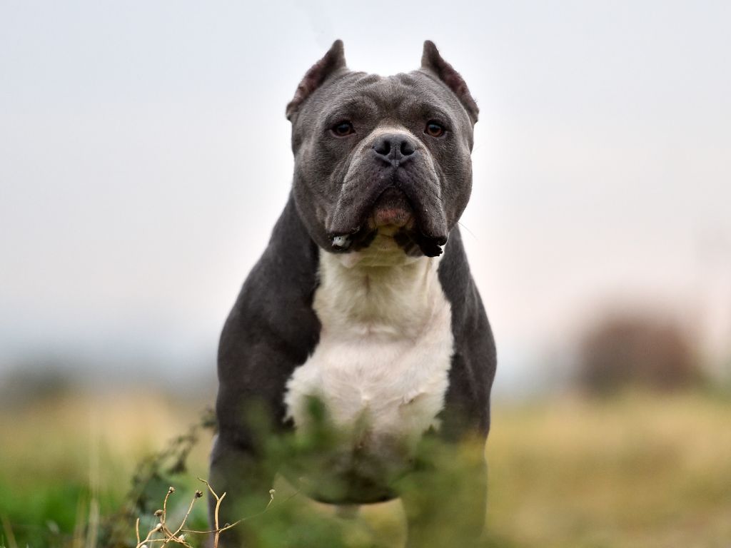 How strong is the bite force of a pitbull