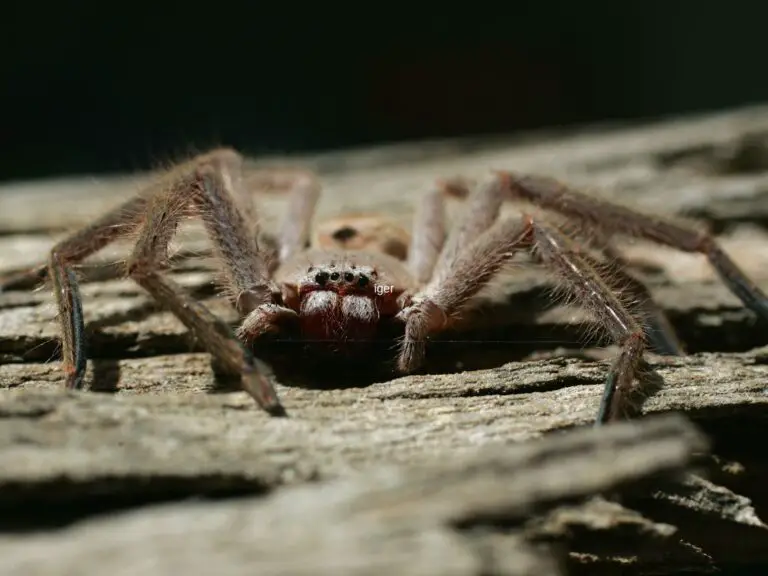 Where Do Huntsman Spider Live - Huntsman Spider Habitat - Zooologist