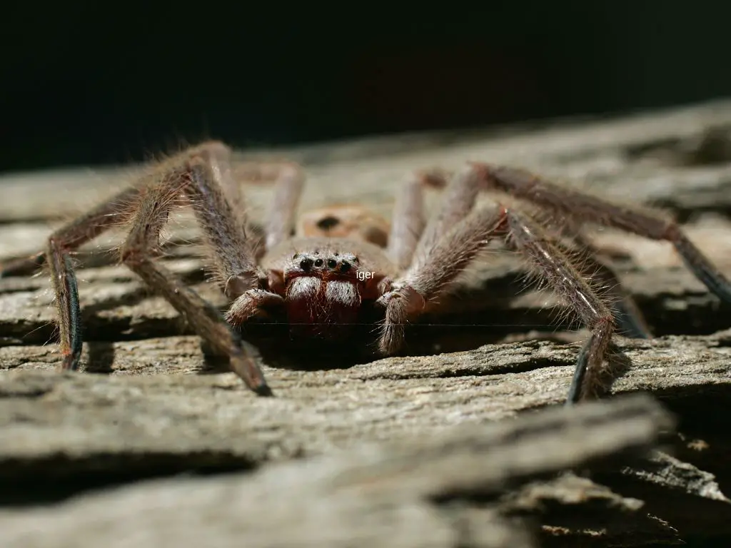 Huntsman Spider Habitat