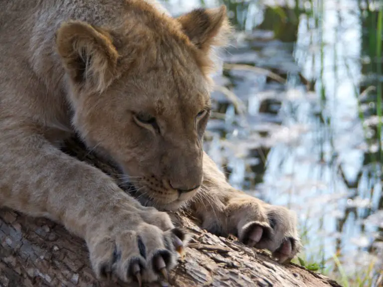 Adaptations Of A Lion - Behavioral, Structural & Physiological