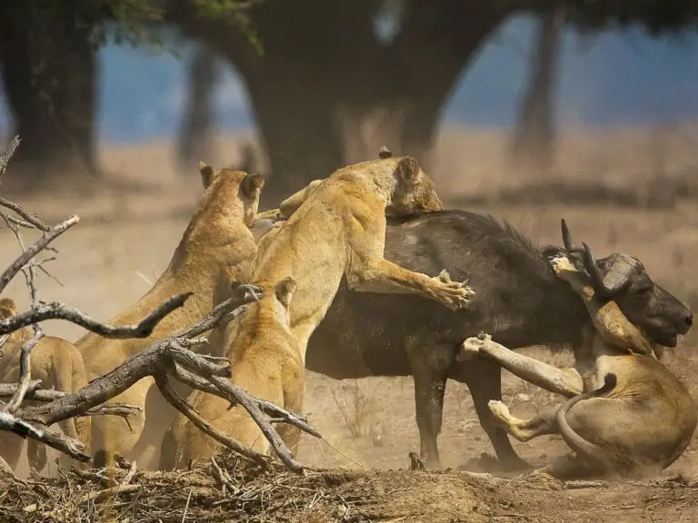 Adaptations Of A Lion - Behavioral, Structural & Physiological