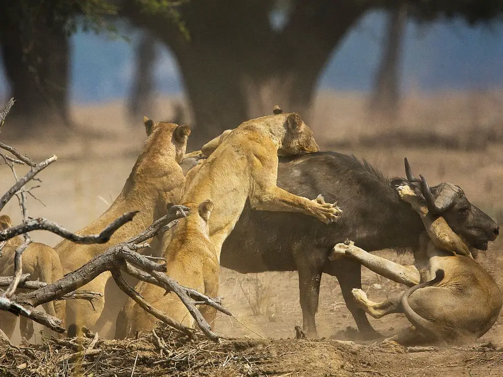 Lion Hunting