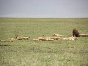 Adaptations Of A Lion - Behavioral, Structural & Physiological