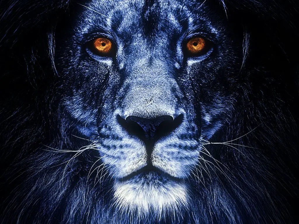Lion Vision