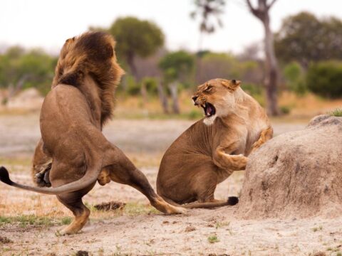 Adaptations Of A Lion - Behavioral, Structural & Physiological