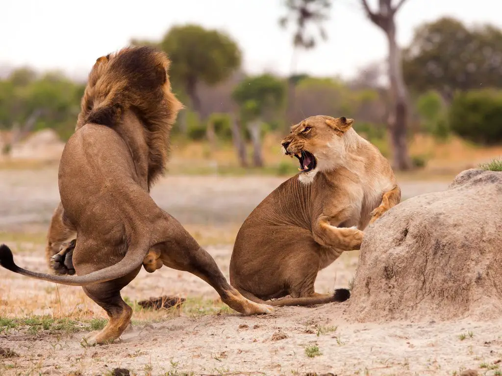 Lion fight