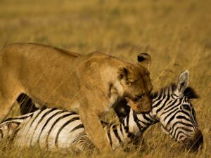 Adaptations Of A Lion - Behavioral, Structural & Physiological