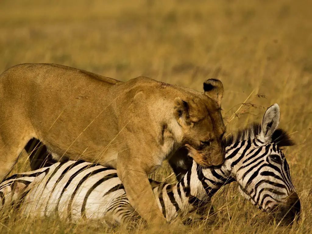 Lion tongue