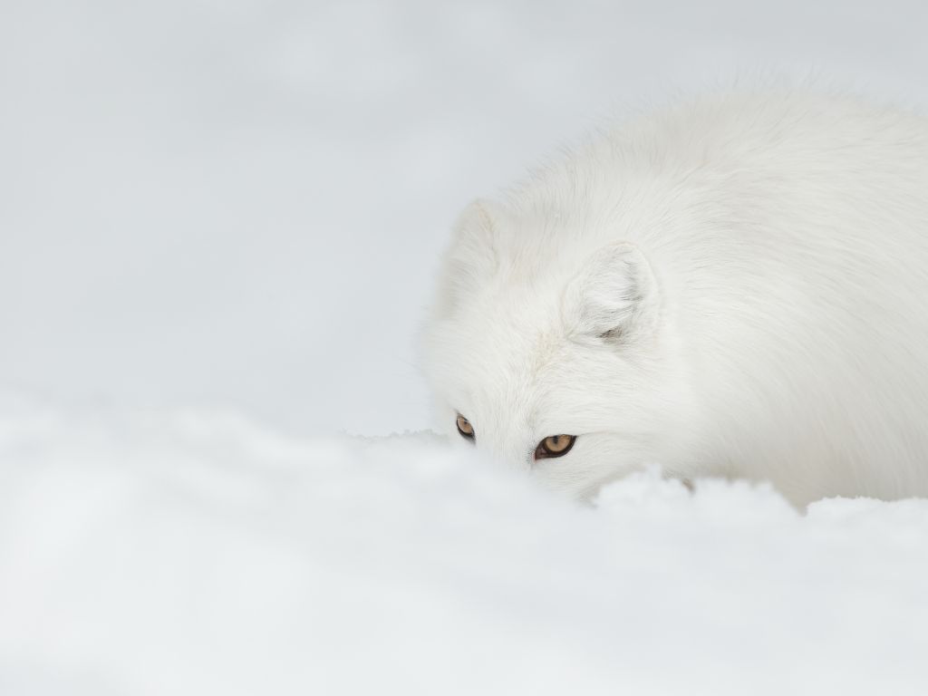 Metabolic rate regulation of arctic fox