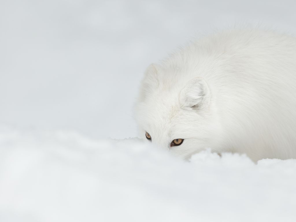 Adaptations Of An Arctic Fox - Behavioral, Structural & Physiological